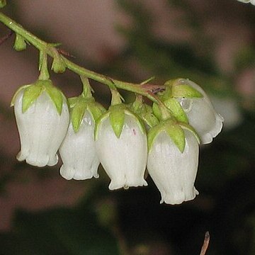 Pieris swinhoei unspecified picture