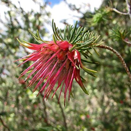 Darwinia masonii unspecified picture