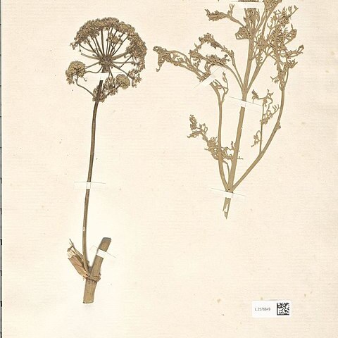 Ferula sinaica unspecified picture