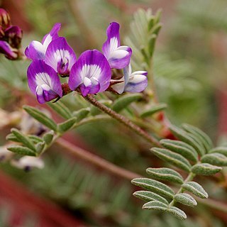 Astragalus emoryanus unspecified picture