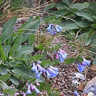 Mertensia viridis unspecified picture