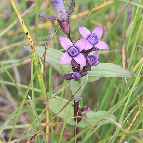 Gentianella amarella subsp. takedae unspecified picture