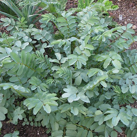 Sanguisorba applanata unspecified picture