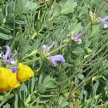 Salvia hypargeia unspecified picture