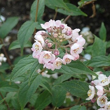 Deutzia hookeriana unspecified picture