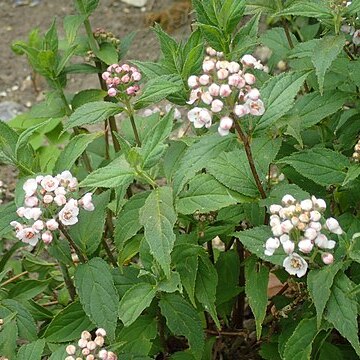 Deutzia hookeriana unspecified picture