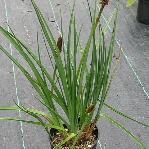 Kniphofia brachystachya unspecified picture