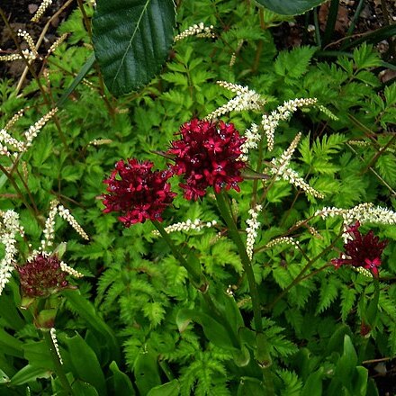 Silene asterias unspecified picture