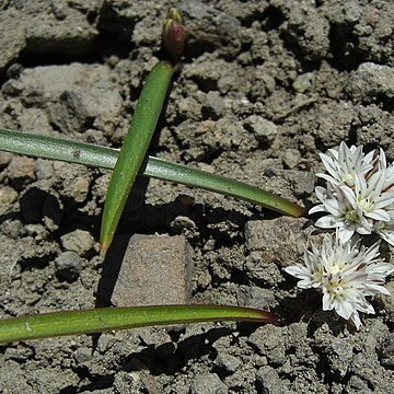 Allium tribracteatum unspecified picture