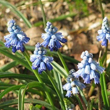 Pseudomuscari chalusicum unspecified picture