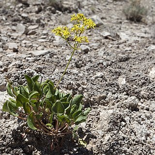 Eriogonum gypsophilum unspecified picture