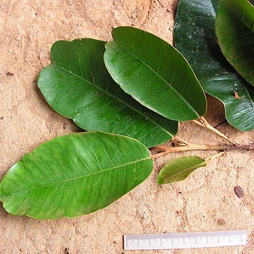 Chrysophyllum splendens unspecified picture