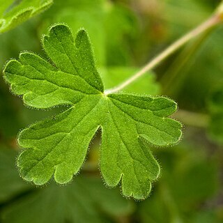 Geranium lentum unspecified picture