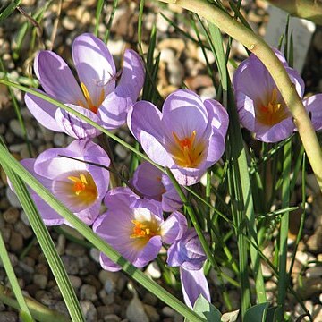 Crocus kosaninii unspecified picture