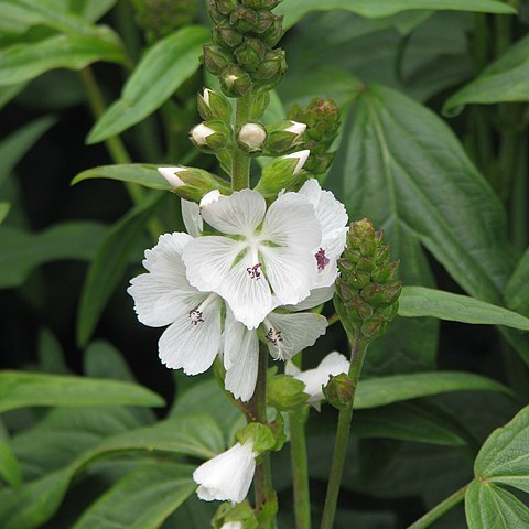 Sidalcea candida unspecified picture