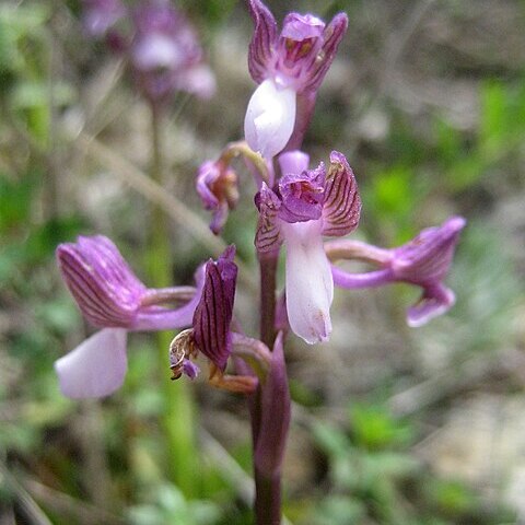 Anacamptis morio subsp. syriaca unspecified picture