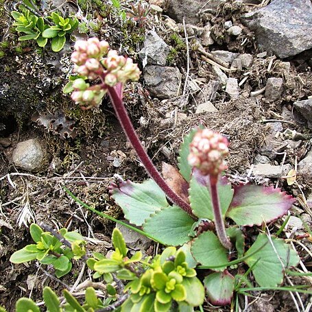 Micranthes occidentalis unspecified picture