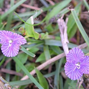 Murdannia striatipetala unspecified picture