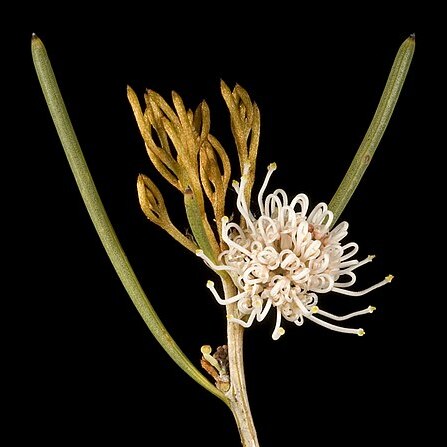 Hakea meisneriana unspecified picture