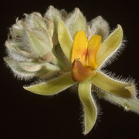 Jacksonia floribunda unspecified picture