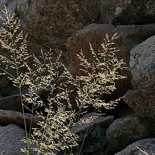 Panicum bulbosum unspecified picture