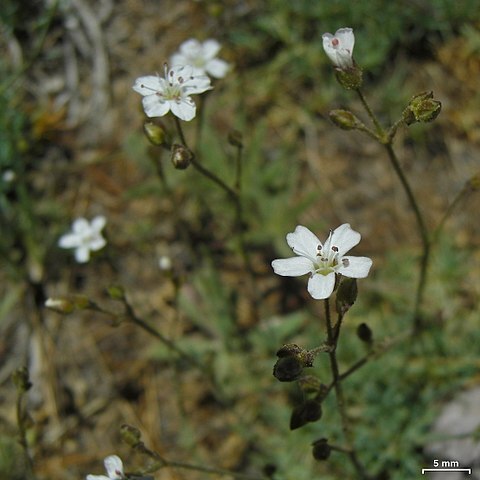 Eremogone aculeata unspecified picture