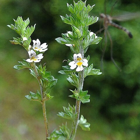 Euphrasia antarctica unspecified picture