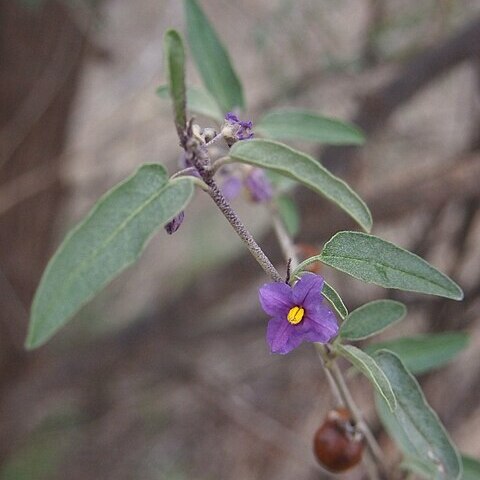 Solanum sturtianum unspecified picture