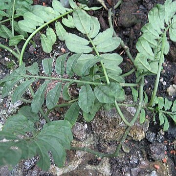 Solanum uleanum unspecified picture