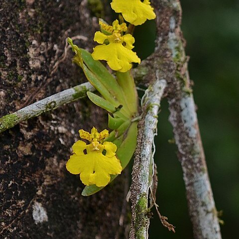 Erycina pusilla unspecified picture