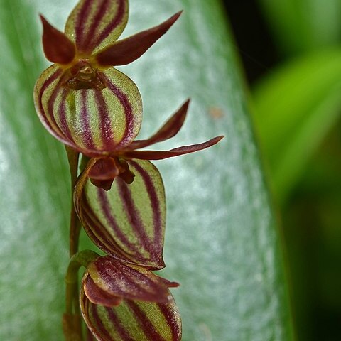 Pleurothallis unspecified picture