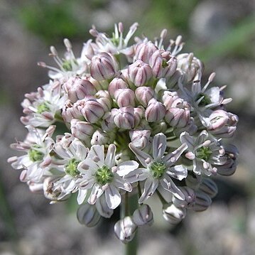 Allium tulipifolium unspecified picture