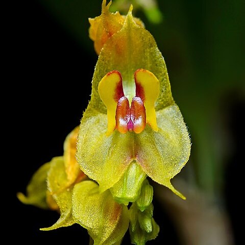 Lepanthes acuminata subsp. acuminata unspecified picture