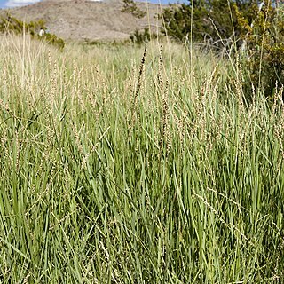 Panicum obtusum unspecified picture