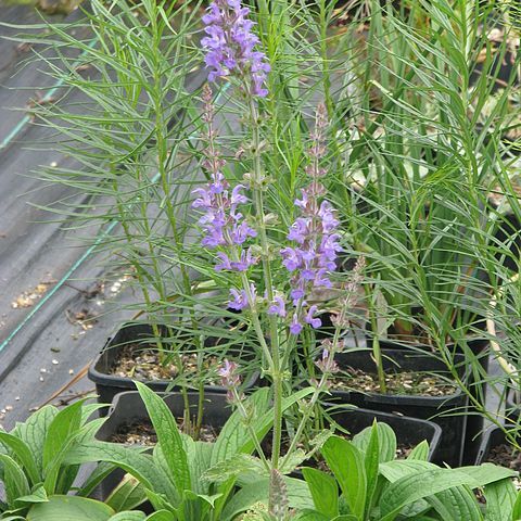 Salvia deserta unspecified picture