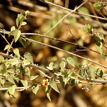 Abutilon incanum unspecified picture