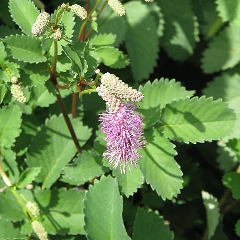 Sanguisorba magnifica unspecified picture