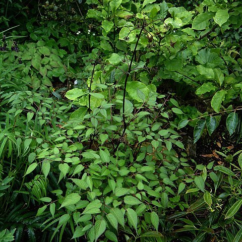 Aralia apioides unspecified picture