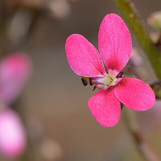 Stylidium ricae unspecified picture