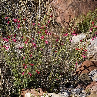 Salvia henryi unspecified picture