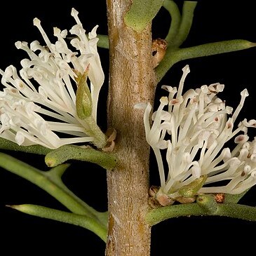 Hakea varia unspecified picture