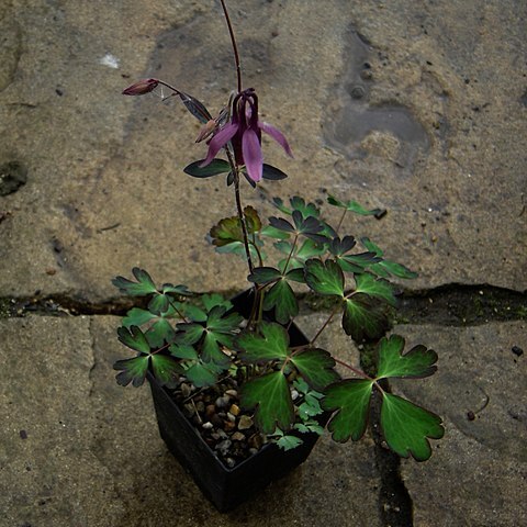 Aquilegia rockii unspecified picture