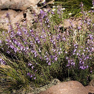 Hedeoma hyssopifolia unspecified picture