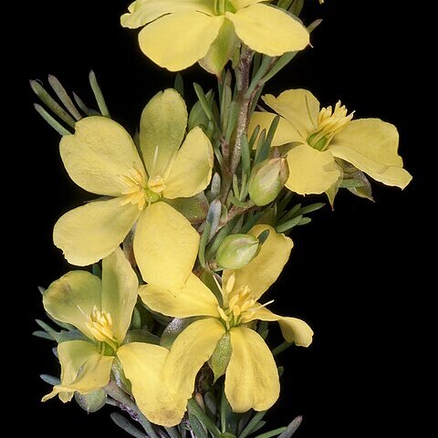 Hibbertia hibbertioides unspecified picture