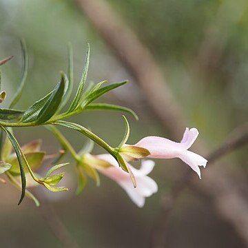 Eremophila clarkei unspecified picture