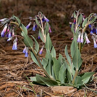 Mertensia macdougalii unspecified picture