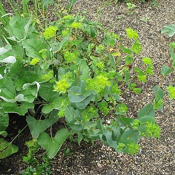 Bupleurum heldreichii unspecified picture