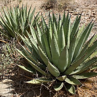 Agave gracilipes unspecified picture