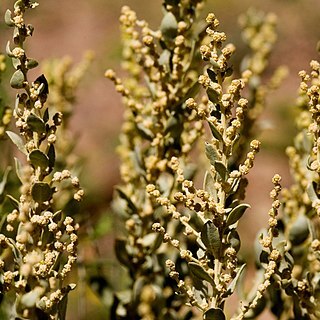 Atriplex obovata unspecified picture