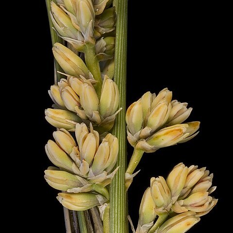 Lomandra suaveolens unspecified picture